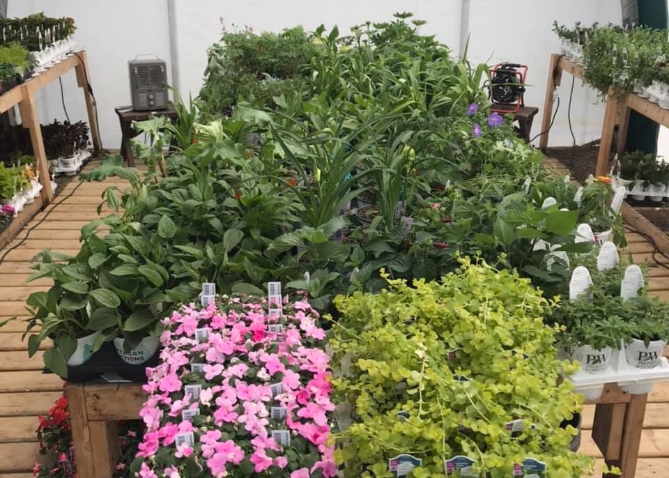 Greenhouse Near Me Little White Fence